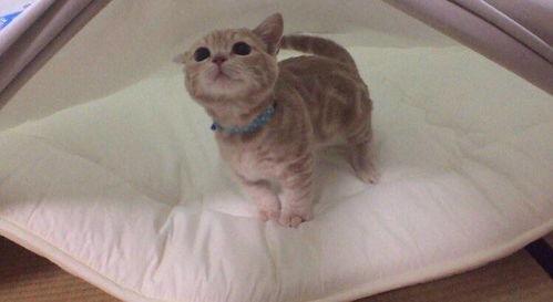 网红猫miru什么品种